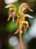 Plancia ëd Townsonia viridis (Hook. fil.) Schltr.