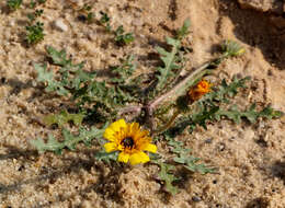 Image of Picris asplenioides L.