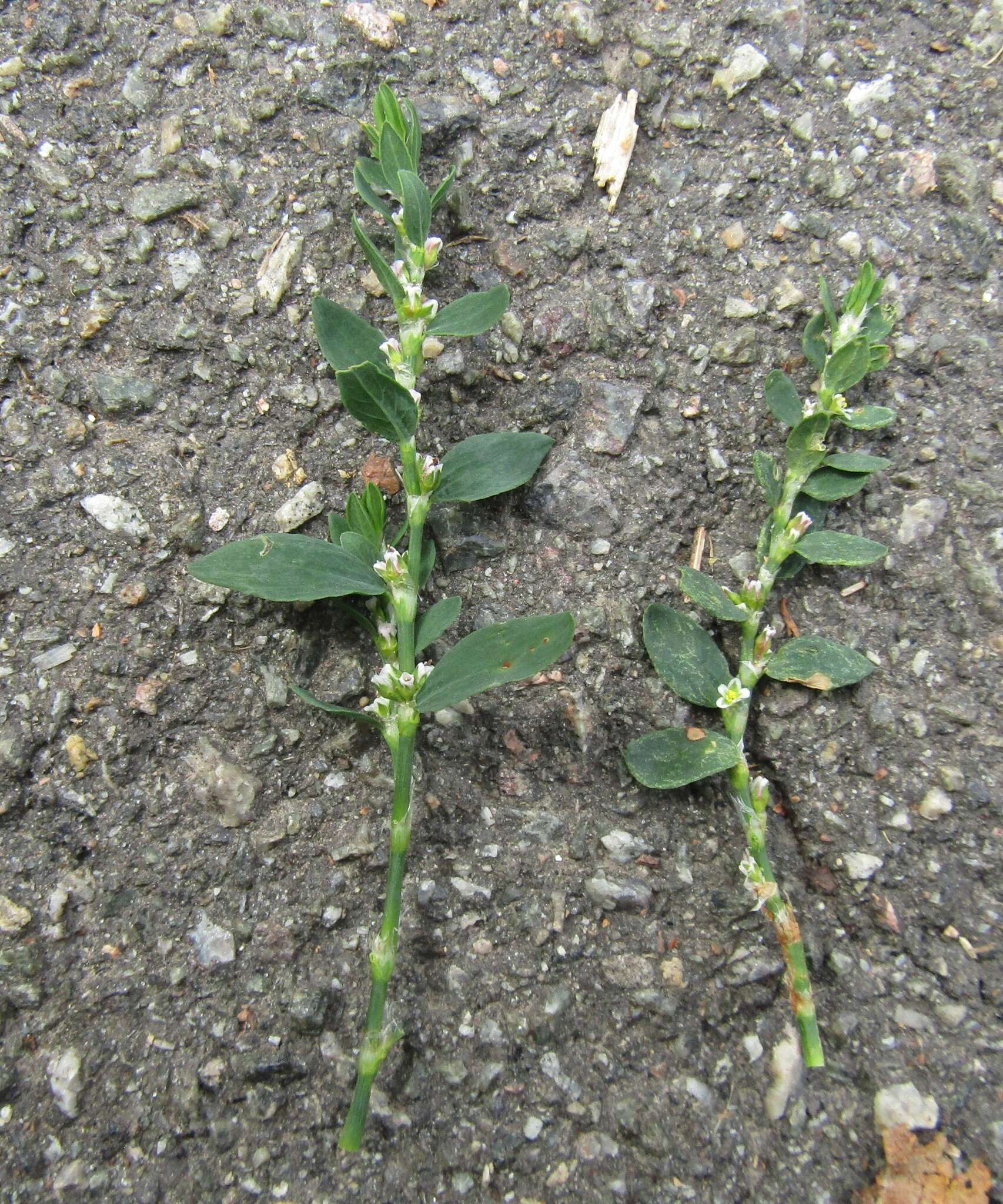 صورة Polygonum aviculare subsp. aviculare