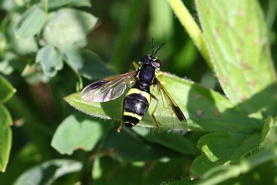 Image de Chrysotoxum bicincta (Linnaeus 1758)