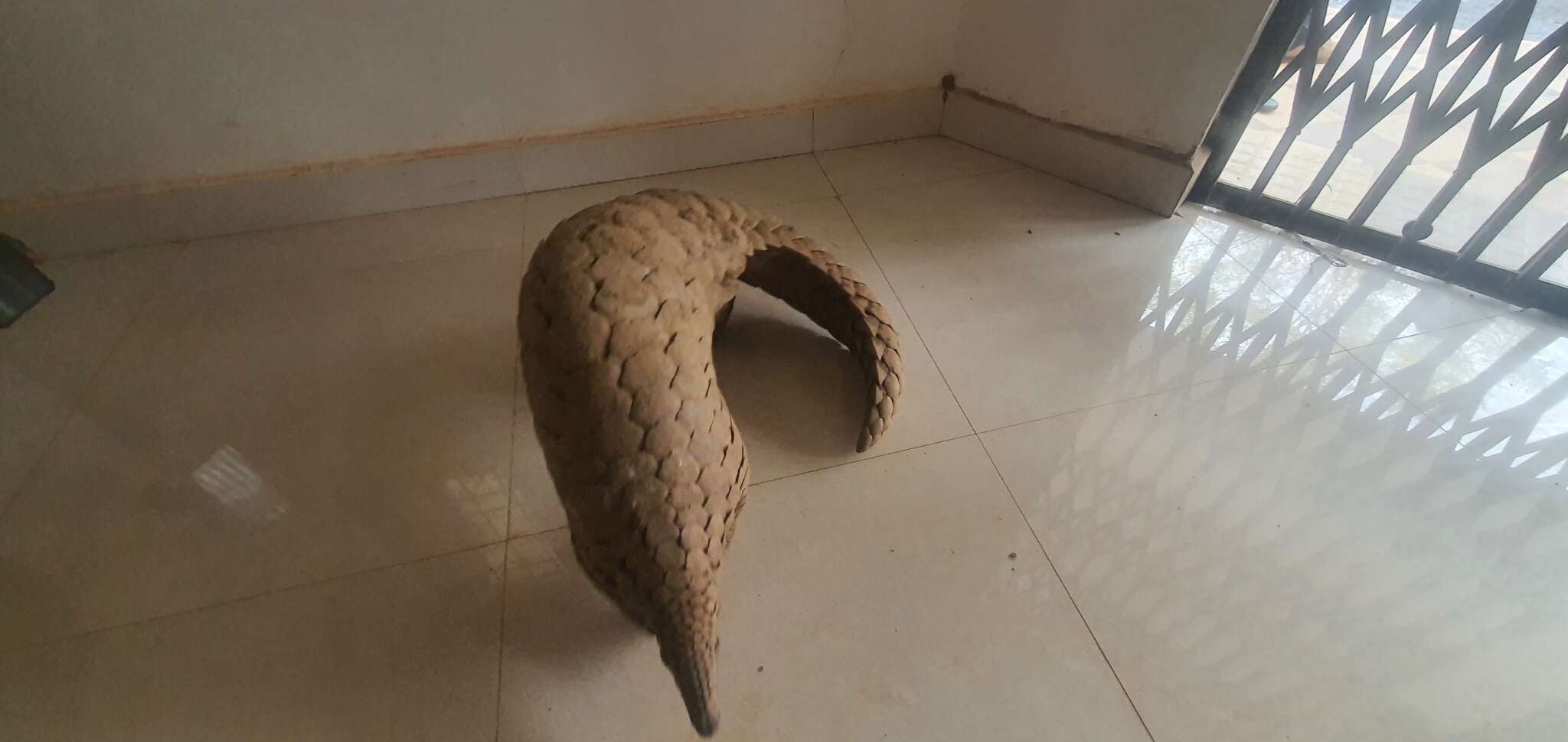 Image of Indian Pangolin