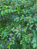 Image of Spiraea pubescens Turcz.