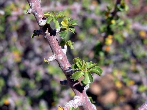 Image of Commiphora capensis (Sond.) Engl.