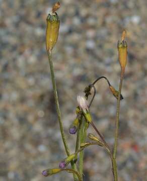Image of Wahlenbergia lobelioides subsp. nutabunda (Guss.) Murb.