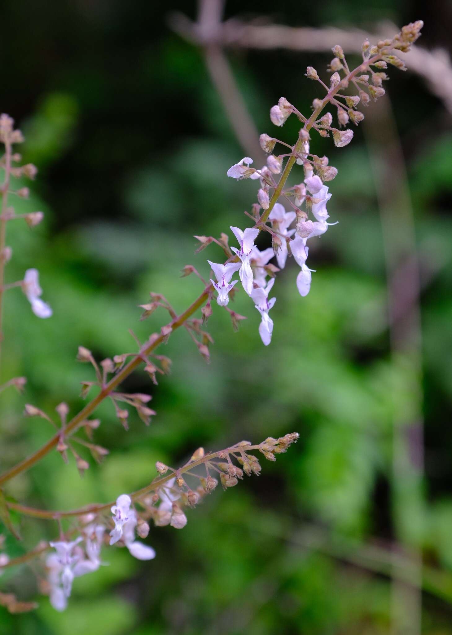 Imagem de Plectranthus grallatus Briq.