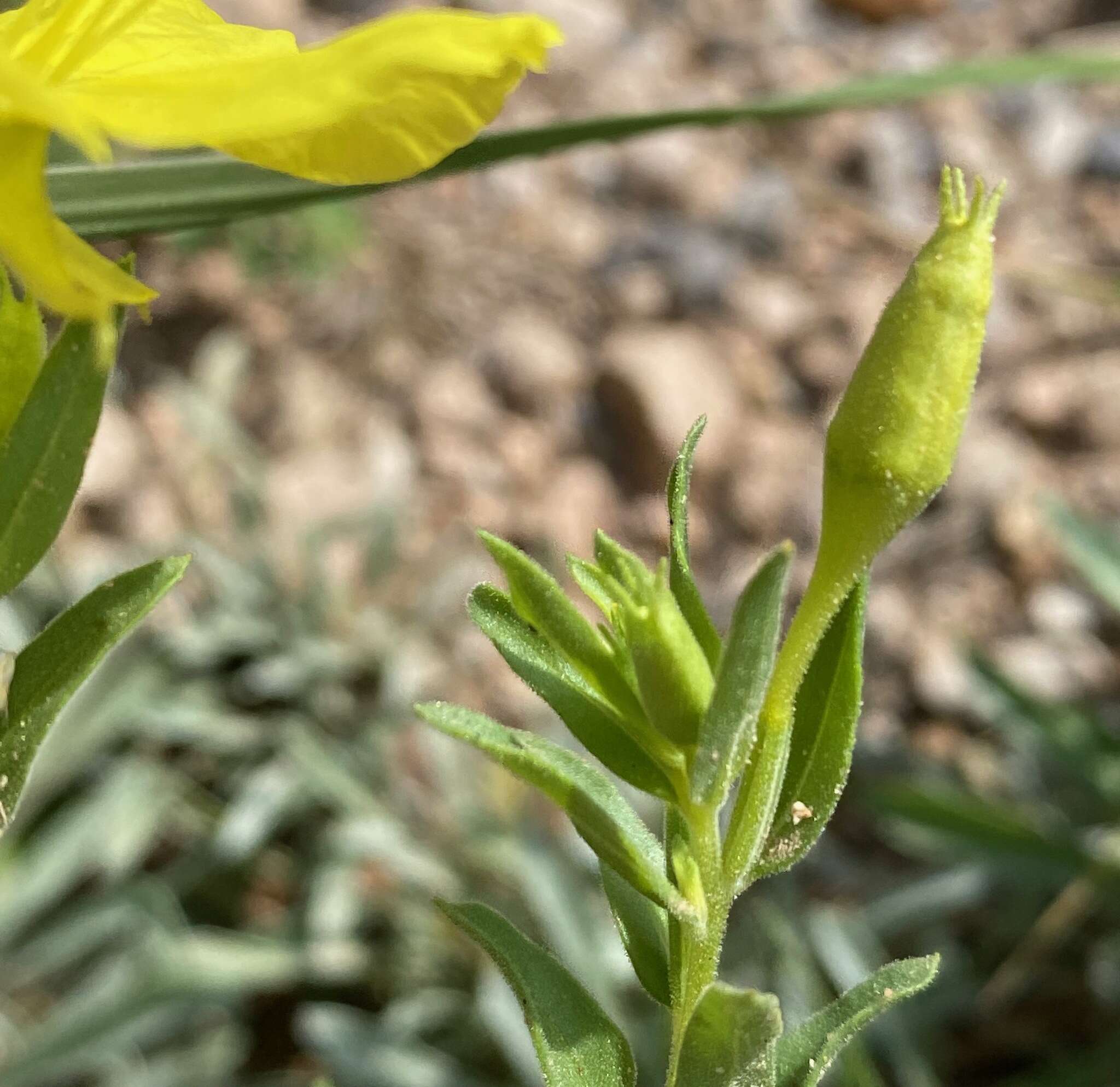 Oenothera tubicula Gray resmi