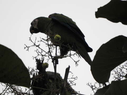 Image of Chestnut-fronted Macaw