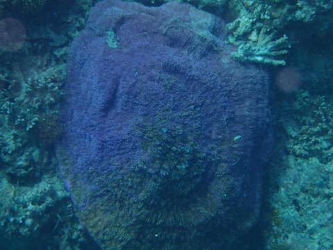 Image of Bowl Coral