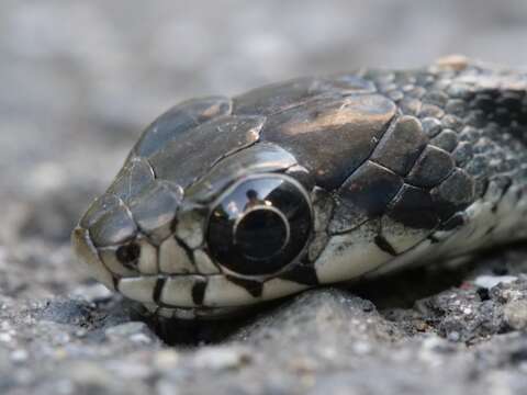 Image de Rhabdophis tigrinus tigrinus (F. Boie 1826)