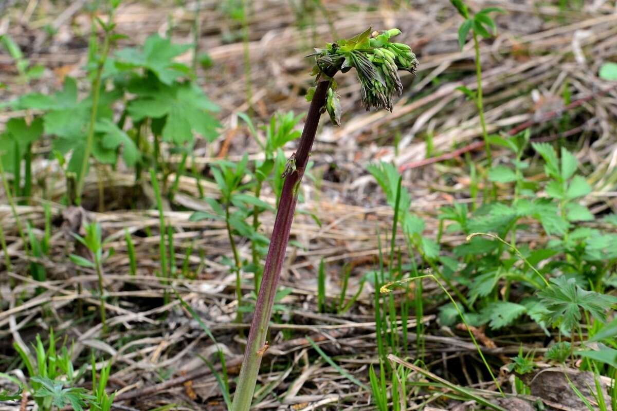 Lathyrus vernus (L.) Bernh. resmi