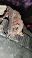 Image of broad-eared bat