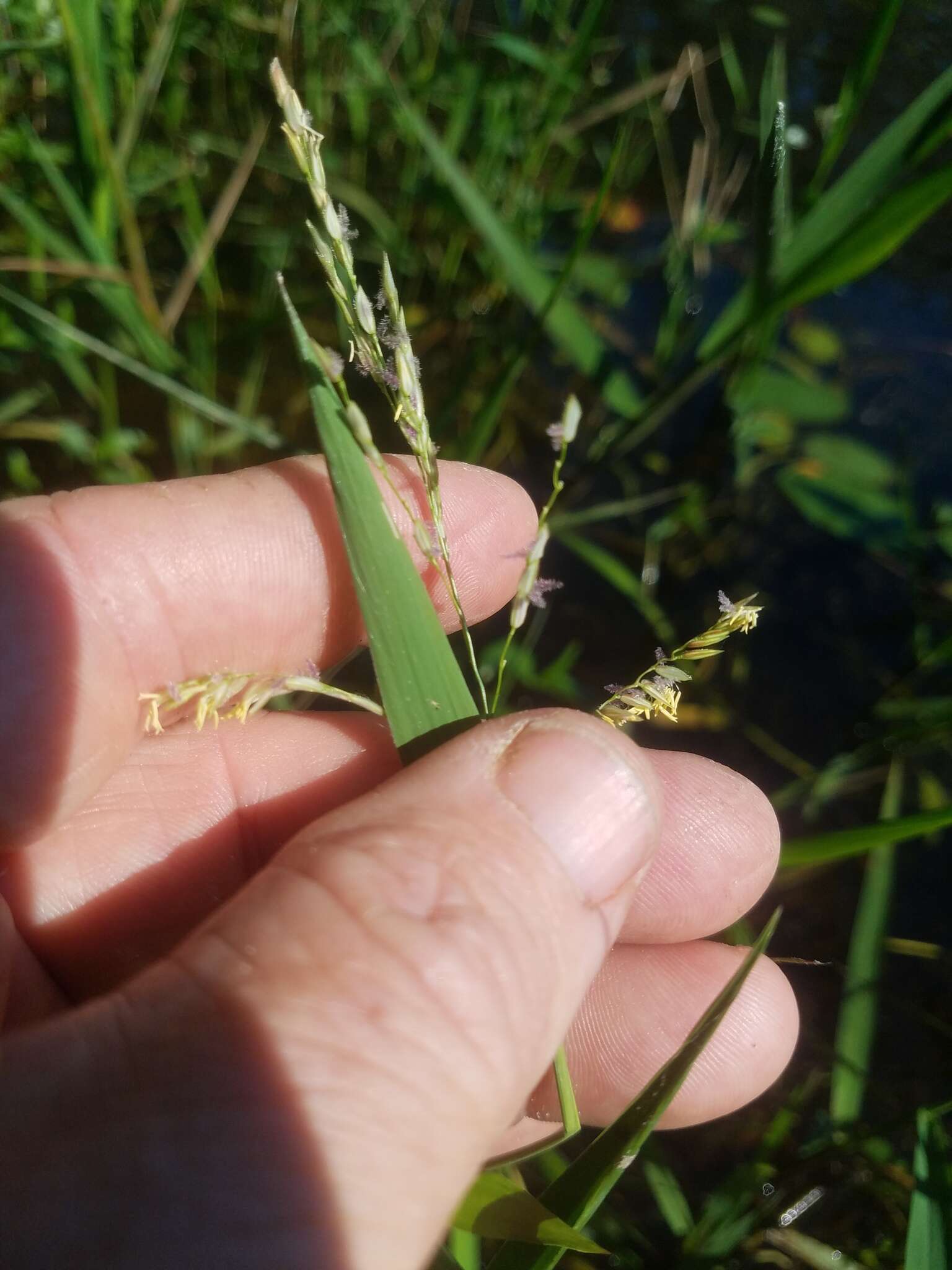 Image of southern cutgrass