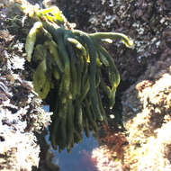 Image of Codium fragile