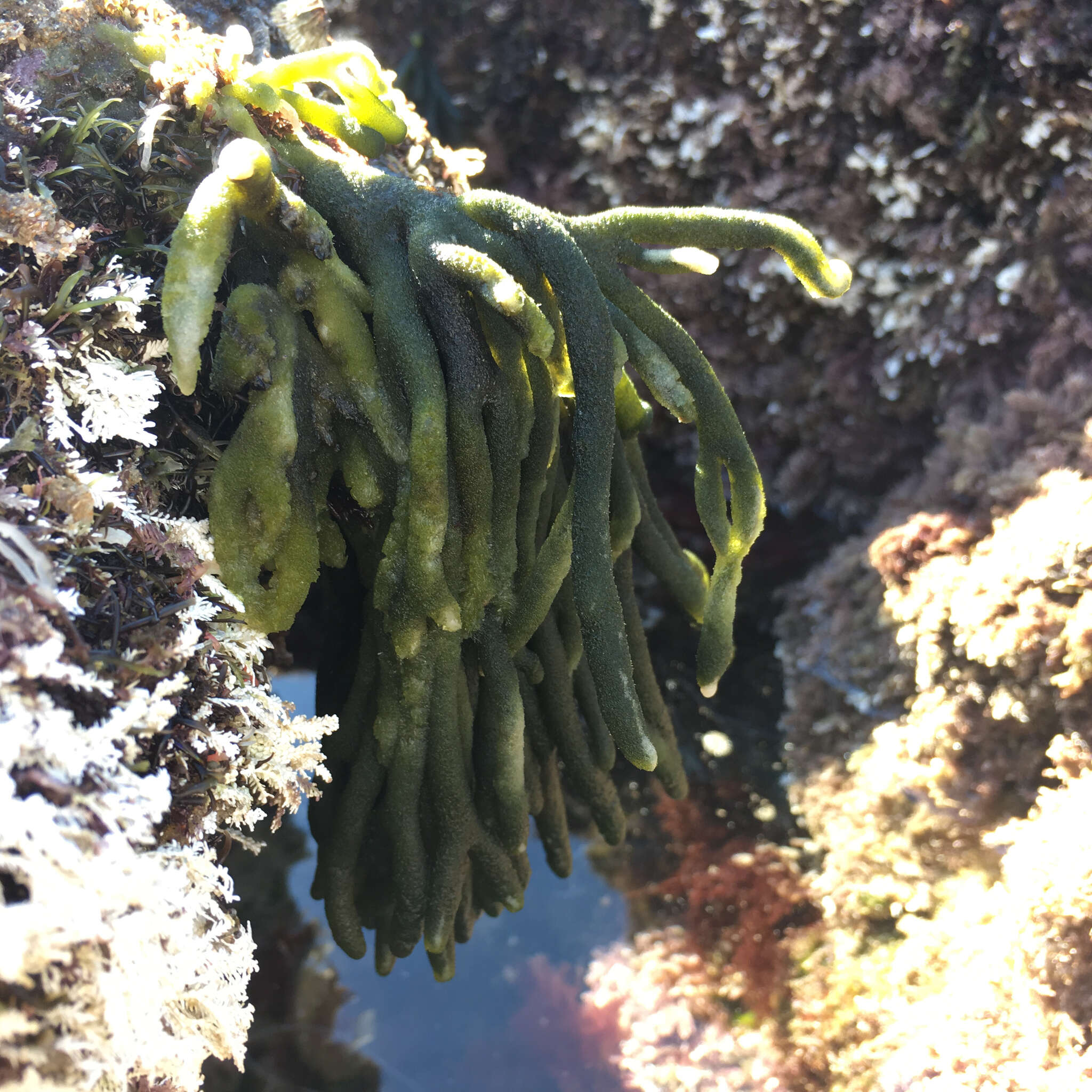 Image of Codium fragile