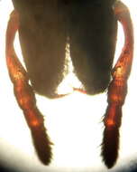 Haplodrassus macellinus (Thorell 1871) resmi