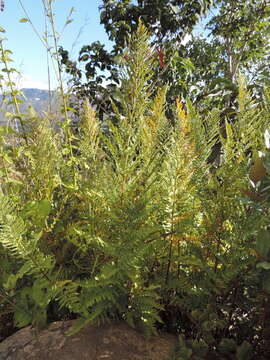 Image of Dryopteris athamantica (Kunze) O. Kuntze