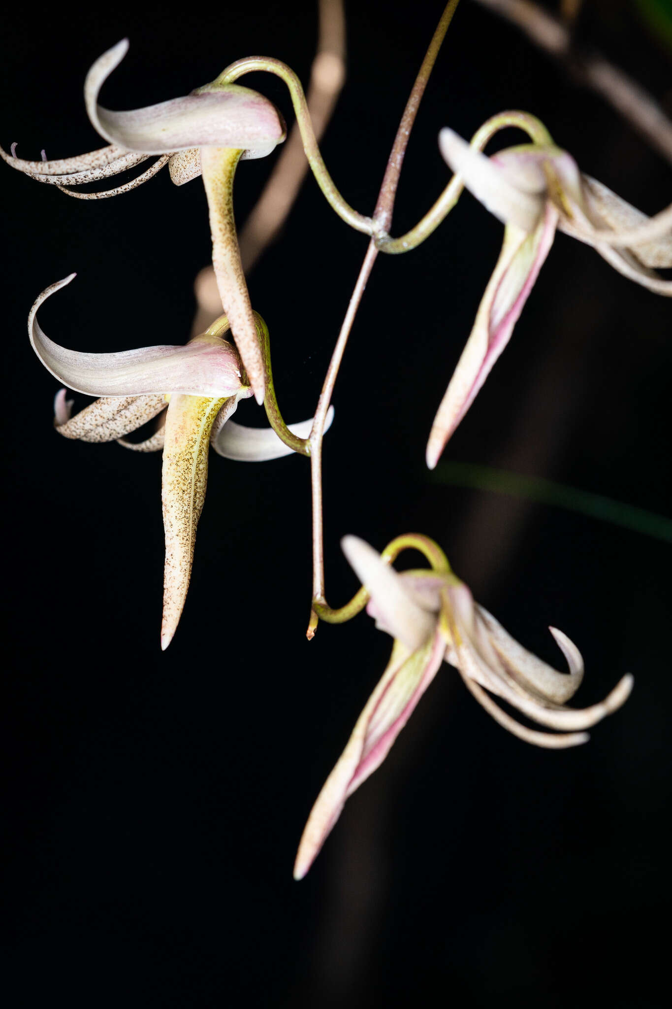 Dendrobium fractiflexum Finet的圖片