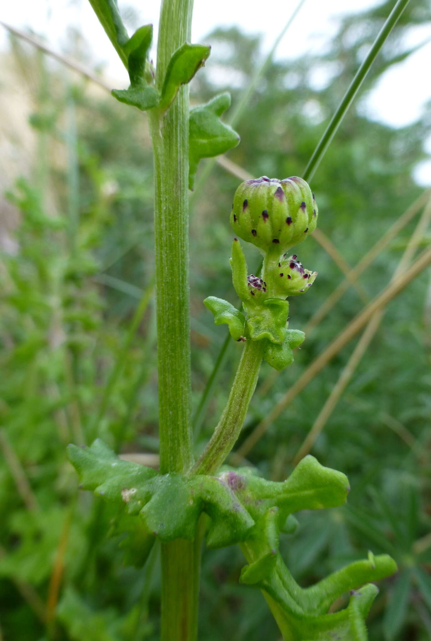 Image of redpurple ragwort