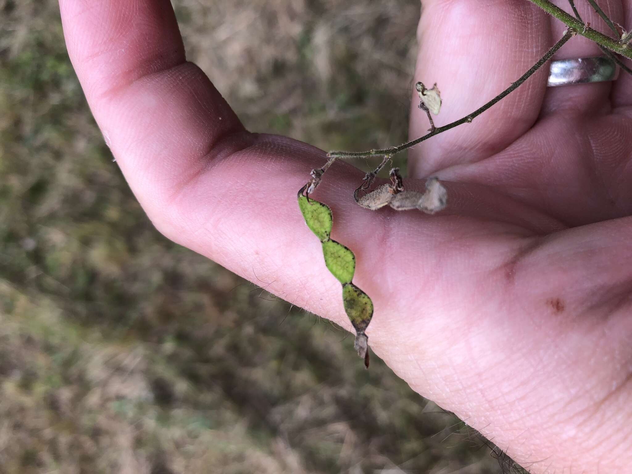 Image of velvetleaf ticktrefoil