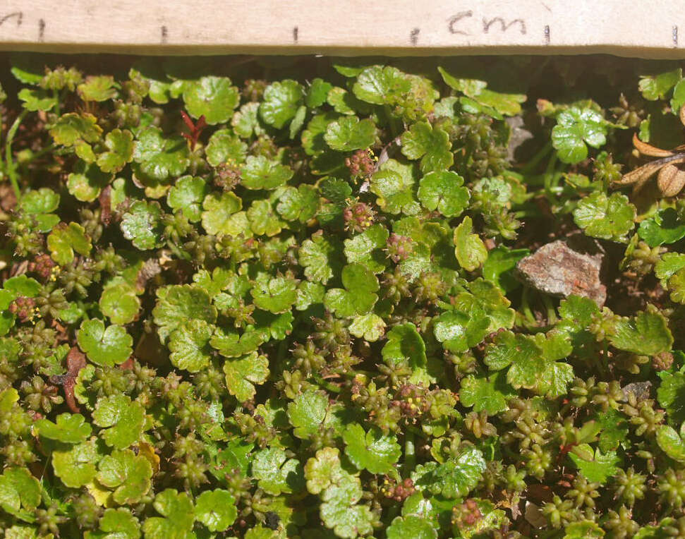 Image of Hydrocotyle microphylla A. Cunn.