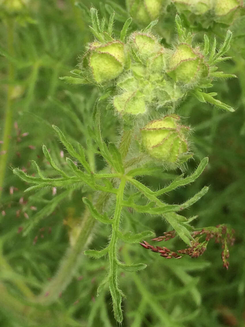 Image of musk mallow