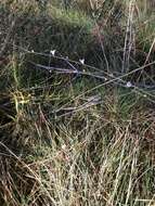 Image of Scale-Leaf False Foxglove