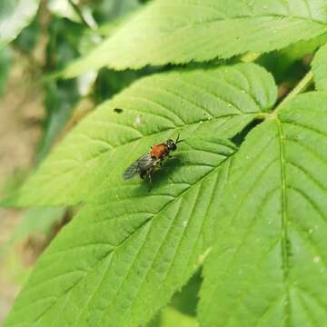 Image of Nigritomyia fulvicollis (Kertesz 1914)