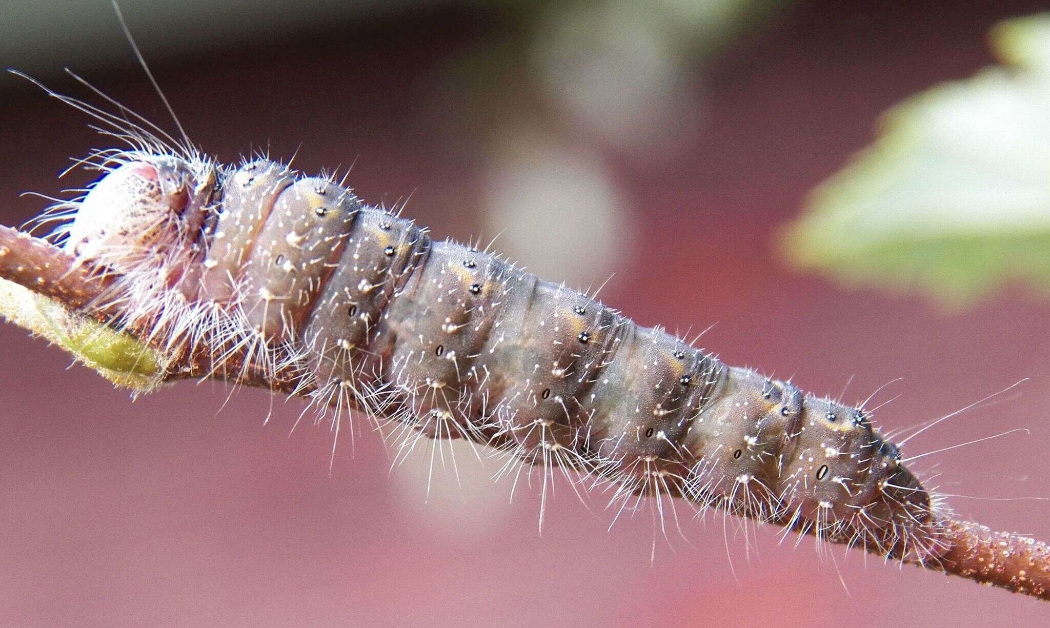 Image of Birch Dagger Moth