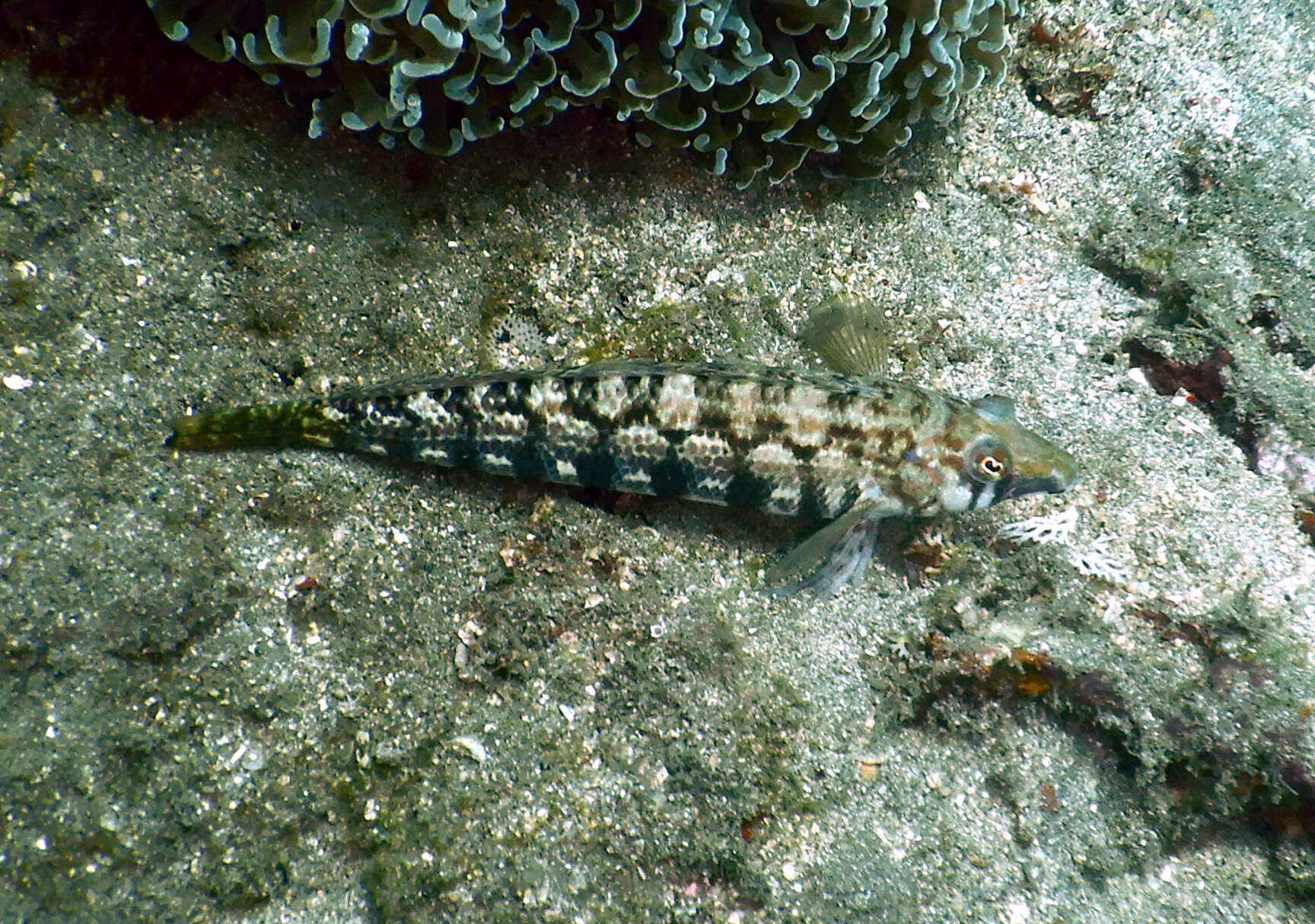 Image of Nosestripe grubfish