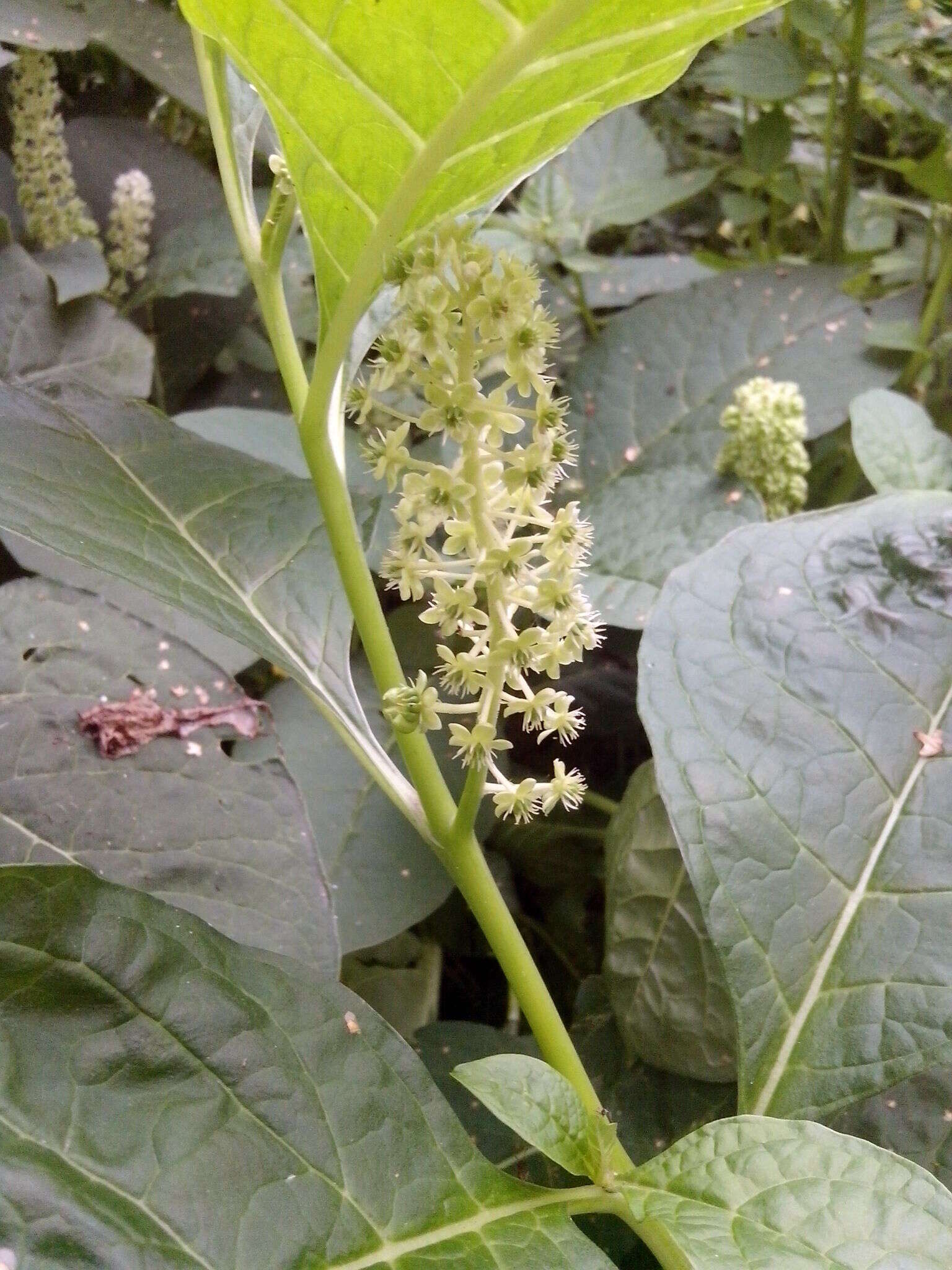 Image of Phytolacca acinosa Roxb.