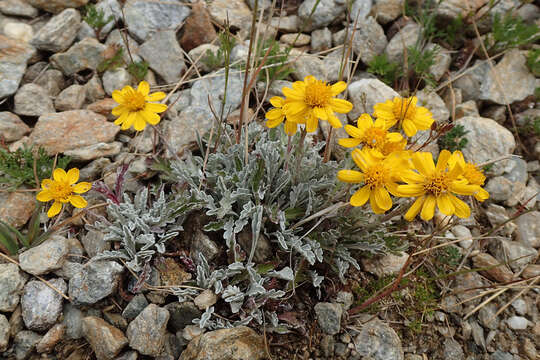 Image of One-headed Groundsel