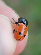 Image of <i>Cryptocephalus trimaculatus</i>