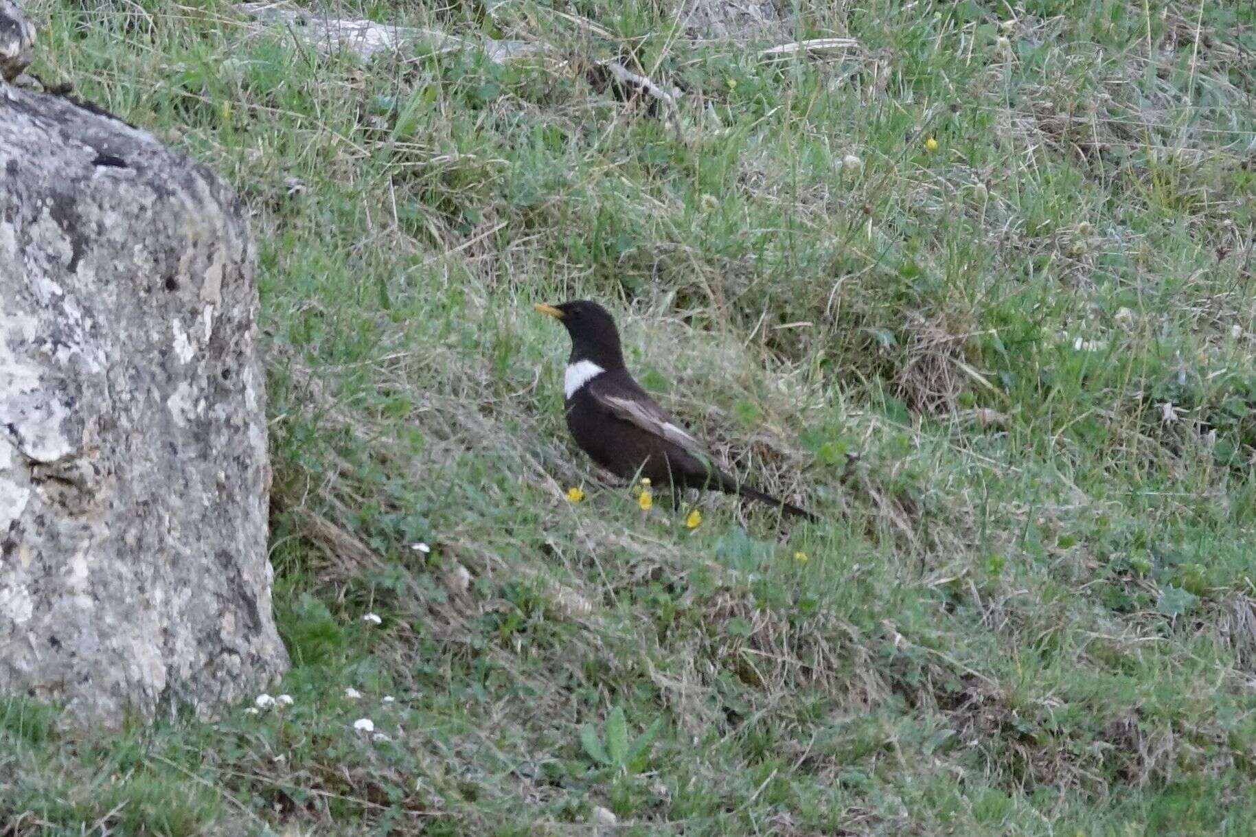 Turdus torquatus amicorum Hartert 1923的圖片