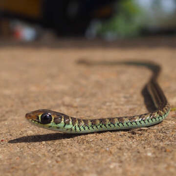 Plancia ëd Psammophis lineatus (A. M. C. Duméril, Bibron & A. H. A. Duméril 1854)