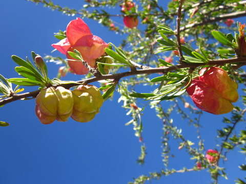 Image of Chinese Lanterns