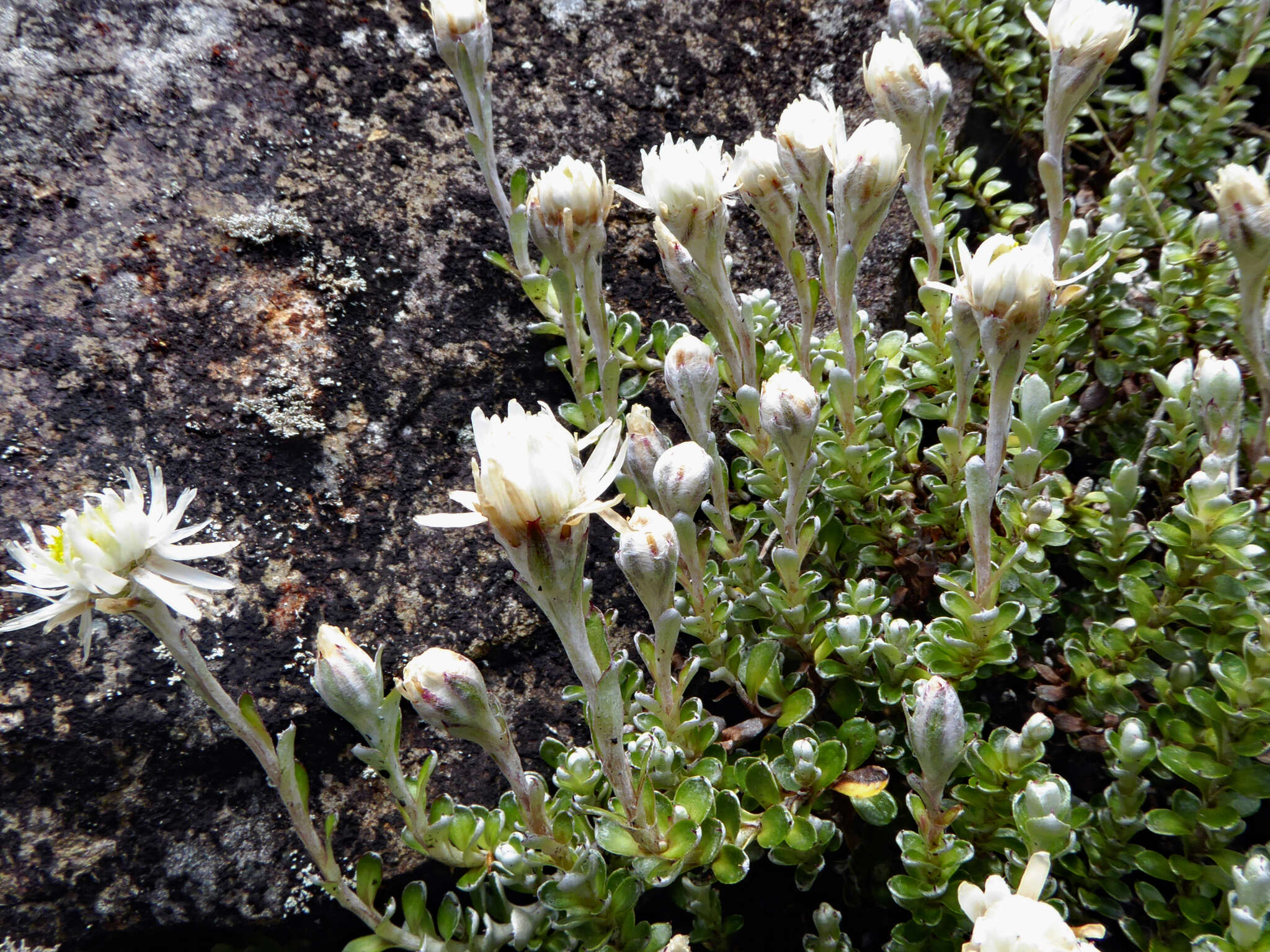 Image de Anaphalioides alpina (Cockayne) D. Glenny