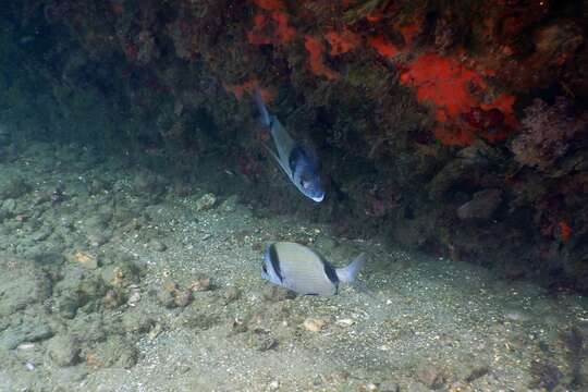 Image of Blacktail Bream