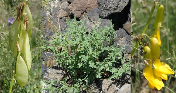 Imagem de Astragalus chinensis L. fil.