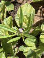 Image de Polygala albida Schinz