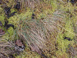 Image of Roemer's fescue