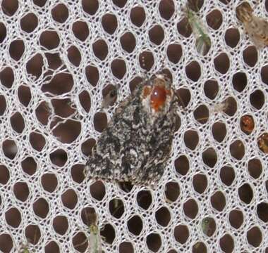 Image of Impressed Dagger Moth