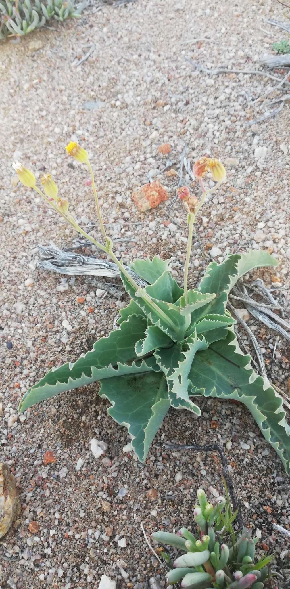 Plancia ëd Othonna macrophylla DC.