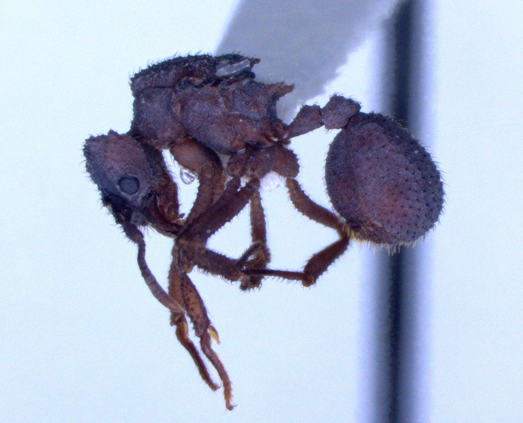 Image of Mycetomoellerius