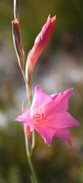 Image of Gladiolus meridionalis G. J. Lewis