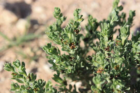 Lithospermum cinereum DC. resmi