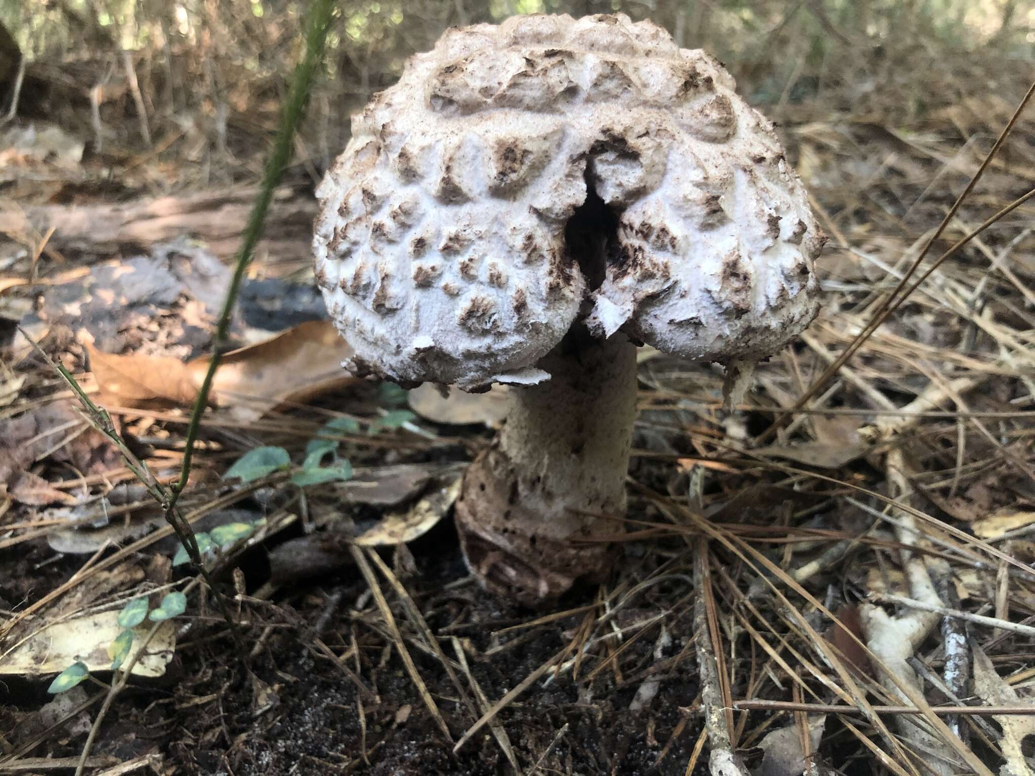 Plancia ëd Amanita westii (Murrill) Murrill 1945