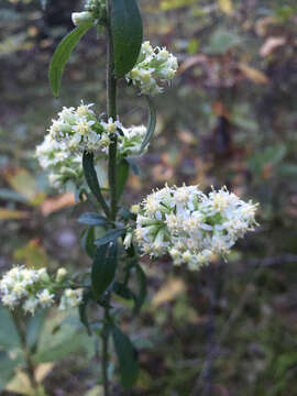 Solidago bicolor L. resmi