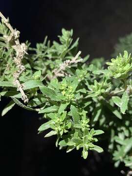 Image of Santa Catalina Island bedstraw