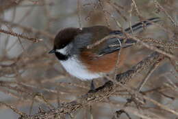 Image de Mésange à tête brune