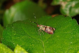 Image of Saptha libanota Meyrick 1910